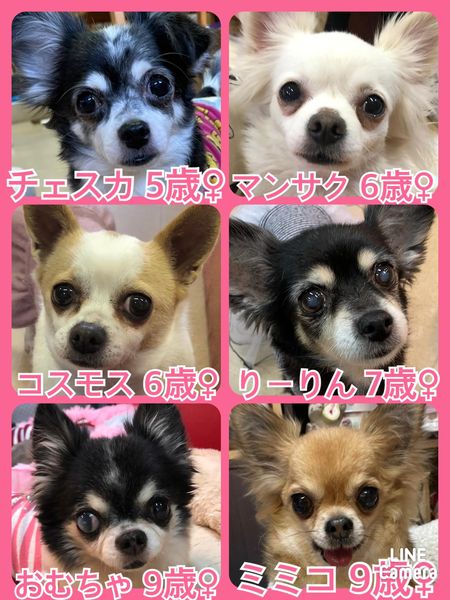 🐾今日の里親様募集中ワンコ🐶メンバーです🐾2022,3,23【保護犬カフェ天神橋店】